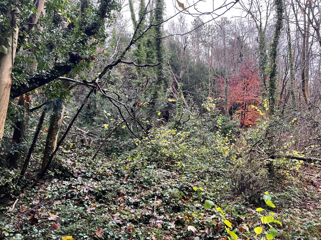 Lot: 41 - JUST OVER TWO ACRES OF WOODLAND WITH POTENTIAL - View of trees in woodland